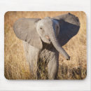 Recherche de la savane tapis souris Animaux sauvages