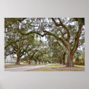 Recherche de chêne vivant posters Arbres