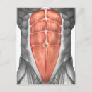 Recherche de ligament cartes postales Physiologie