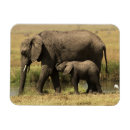 Recherche de éléphants africains Éléphant africain