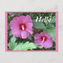 Recherche de hibiscus flower postcards Nature