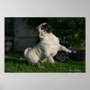 Search for 12 weeks posters Mops