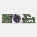 Search for pug love bumper stickers Cute