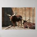 Recherche de bétail posters Vache
