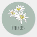 Search for edelweiss flower stickers Alpine flowers
