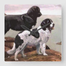 Search for newfoundland clocks Animal