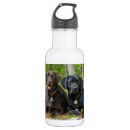 Search for black labrador water bottles Chocolate lab