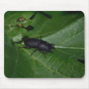 Search for beetle mousepads Coleoptera