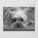 Search for blank postcards birthday cards Puppy