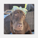 Recherche de chiot drôle magnets Mignonette