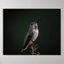 Search for perching bird posters Beak