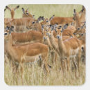 Search for impala stickers Aepyceros melampus