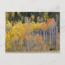 Search for lambert postcards Colour