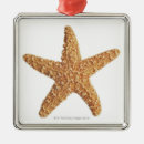 Search for starfish ornaments Seashell