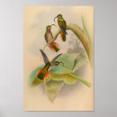 Search for red billed posters Black