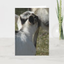 Recherche de boîte de lait cartes postales Photographie