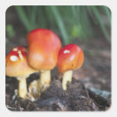 Search for amanita stickers Forest