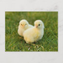 Search for funny chicks postcards Cute