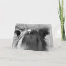 Search for ostriches cards Wild