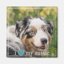 Recherche de chien berger australien magnets Animal