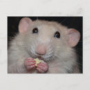 Search for rat lovers postcards Animal lover