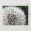 Recherche de dandelion cartes postales Fleur