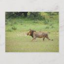 Search for male lions postcards Outdoors