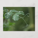 Search for drop leafs postcards Botanical