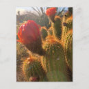 Recherche de soleil rouge cartes postales Arizona