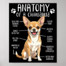 Search for anatomy posters Pet