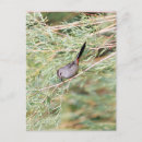 Search for birdwatcher postcards Wildlife