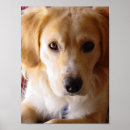 Search for dog breed posters Retriever