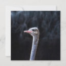 Search for face square invitations White