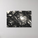 Search for black oak tree art Botanical