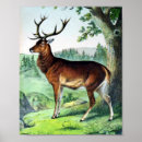 Recherche de histoire naturelle posters Animaux