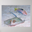 Search for stingray fish posters Underwater