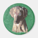 Recherche de chien de vizsla magnets Animal familier
