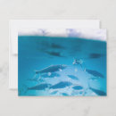 Search for sardines postcards Fish