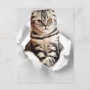 Search for funny cat graphic postcards Cute