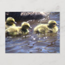 Recherche de oiseau bébé cartes postales Pour eux