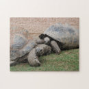 Recherche de tortues puzzles Grand