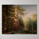 Search for pine tree art Trees