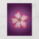 Search for flower petals postcards Wild