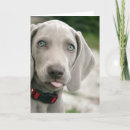 Search for funny stick cards Dog