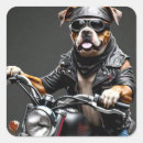 Recherche de boxeur drôle autocollants Dog