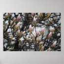 Search for magnolia posters Buds
