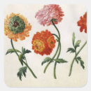 Recherche de chrysanthèmes autocollants Botanique