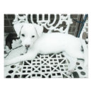 Search for animal portraits posters Fun