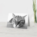 Search for black and white cat face cards Feline