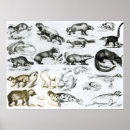 Search for animal skeletons posters Skull